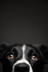isolated black and white border collie close up head portrait looking up on a dark background in...