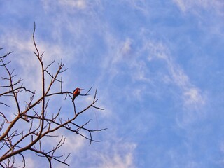 bird on a branch