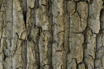 Brown wood bark texture as background image
