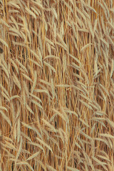 Ripe rye ears background pattern.