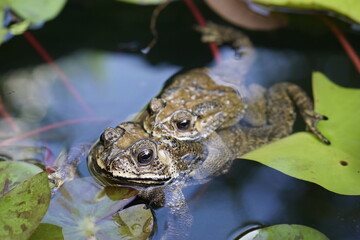 Frogs (Toads) having sex and making love in lotus pond.