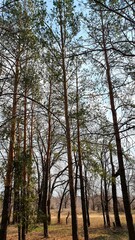 forest in autumn