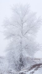 tree in snow
