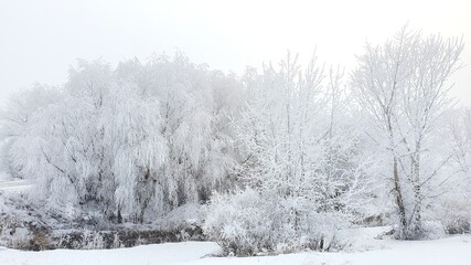 trees in snow