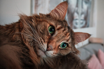 dreamy cat
