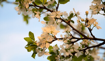 cherry blossoms close up