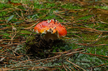 grows mushrooms. fly agaric