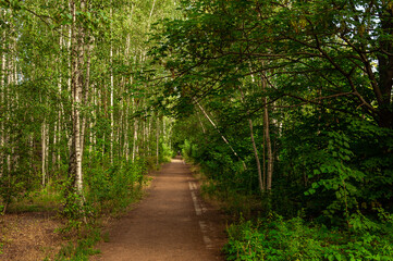 Obraz premium Waldspaziergang
