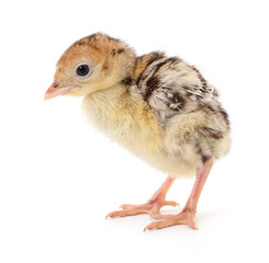 Obraz premium Chicken turkey isolated.