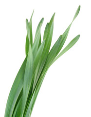 Obraz premium Green grass leaves.