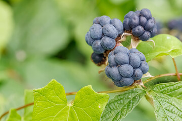 Ripe blackberries on a branch among green leaves close-up