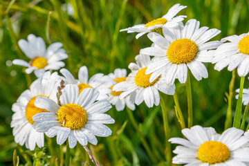 Large white daisies with dewdrops close-up against green grass in sunlight at summer morning
