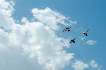 Flying pigeons silhouettes