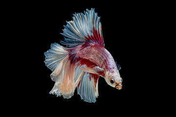 The moving moment beautiful of red and white siamese betta fish or fancy betta splendens fighting fish in thailand on isolated black background. Thailand called Pla-kad or half moon biting fish.
