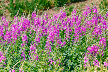 Obraz premium Stems of blooming rosebay willow-herb close-up in sunny summer day