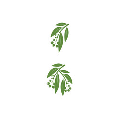 Eucalyptus leaves logo vector template