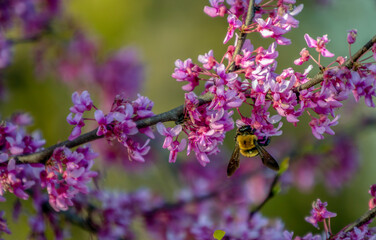 A pretty yellow and black carpenter bee works at the magenta colored rebud tree blooms with a defocused background.