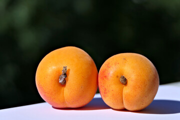 Closeup of two big and juicy apricots outdoors with a green background