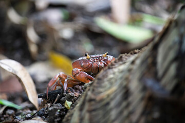 Crab climbing on plant