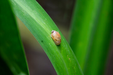 bug on a leaf