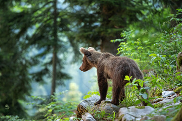 Brown bears in the forest. European bear moving in nature. Brown bear from Slovenia. Wildlife...
