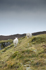 Fototapeta premium sheep on the hill