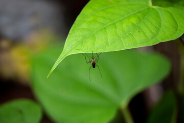 Mosquito on leaf