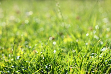 grass texture with high bokeh