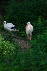 two storks close up on a green background

