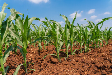Corn field and sky with beautiful clouds / Corn field
