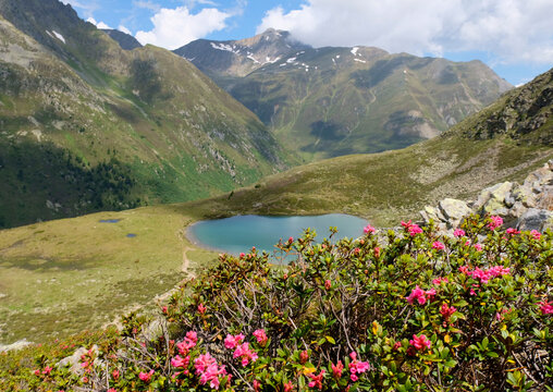Lake view in K&uuml;htai with Alpine roses 