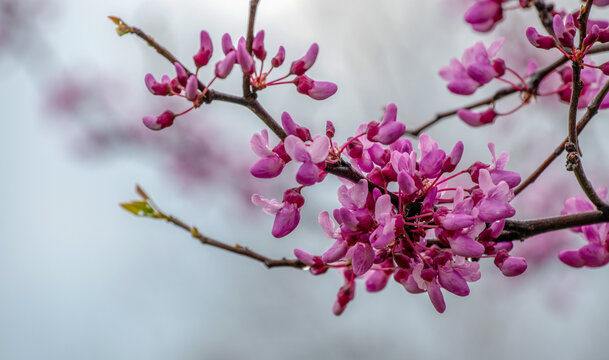 Redbud tree blooms are a beautiful magenta color and stand out nicely against a defocused light colored background in Missouri.