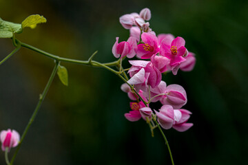 plant, leaf pattern and colorful flower