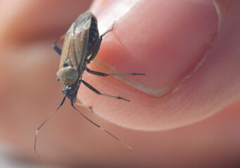 An insect on the finger of an adult. Macro photography.