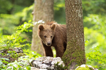 Brown bears in the forest. European bear moving in nature. Brown bear from Slovenia. Wildlife walking in nature. Bear in wildlife. Small bears in the forest. Spring in nature. 