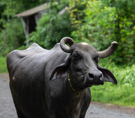 Naklejka premium buffalo in the field