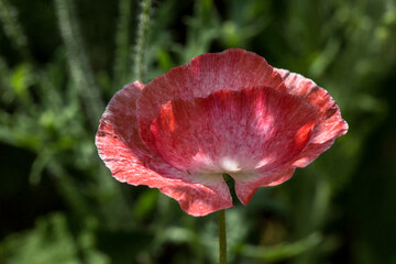 poppy flower