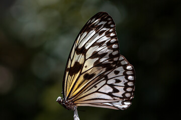 Fototapeta na wymiar Queen butterfly (Danaus gylippus) with colorful butterflies flowers