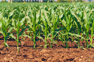 Green corn maize plants on a field.