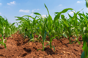 Young green corn plants on farmland - extreme low angle shot - worm's-eye view