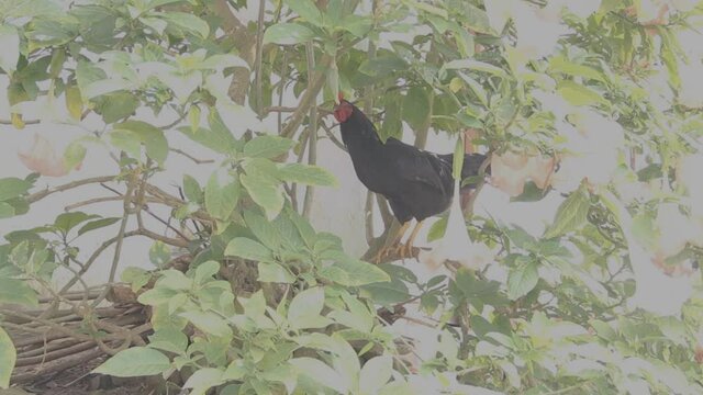 jungle fow in the village of Sri Lanka. Black rooster is sitting in bush
