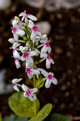 plant, leaf pattern and colorful flower