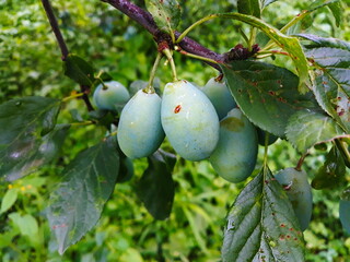 Two large green unripe plums on a branch after rain.