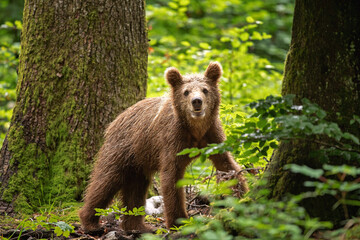 Brown bears in the forest. European bear moving in nature. Brown bear from Slovenia. Wildlife...