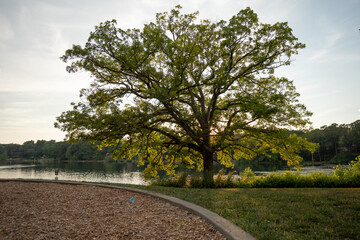 A tree at sunset at Woods Lake Park in Kalamazoo Michigan