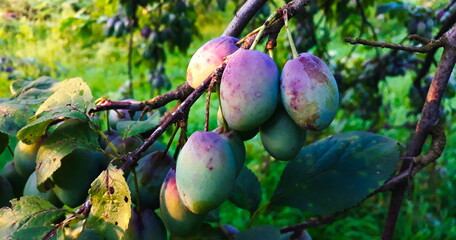 Banner from a group of plums on a branch. The plums began to turn blue. Plum fruits.