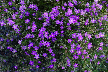 Obraz premium Wallpaper. Lots of small invasive purple flowers in one place. Beja, Portugal.