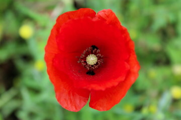 Close up of a red poppy flower on a green background. Pestle and anthers in flower.