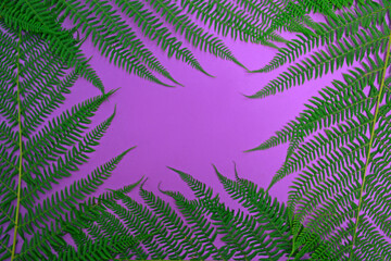 Green leaves of palm tree or tropical tree on a pink background. Background for cosmetic natural product. fat lay
