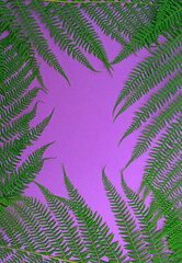 Green leaves of palm tree or tropical tree on a pink background. Background for cosmetic natural product or discount text. Space for text, empty space.